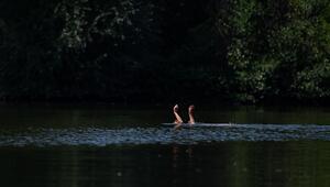 Eine Schwimmerin streckt die Hände aus dem Wasser