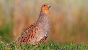 Rebhuhn auf der Wiese