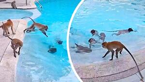 Tierische Invasion: Dutzende Affen kapern Hotel-Swimmingpool