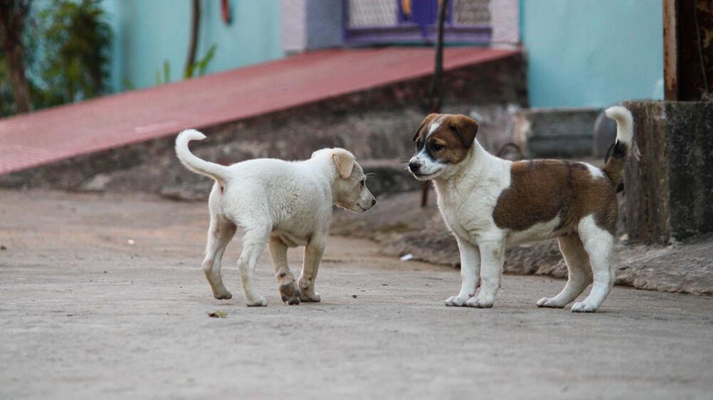 Mehr als 150.000 Hunde sind schon sterilisiert.