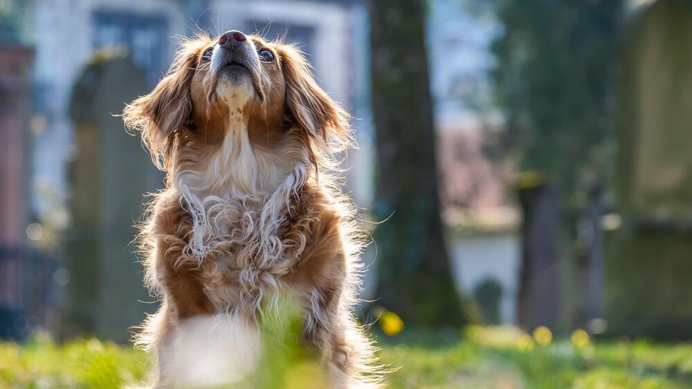 Hunde haben etwa 300 Millionen Riechzellen.