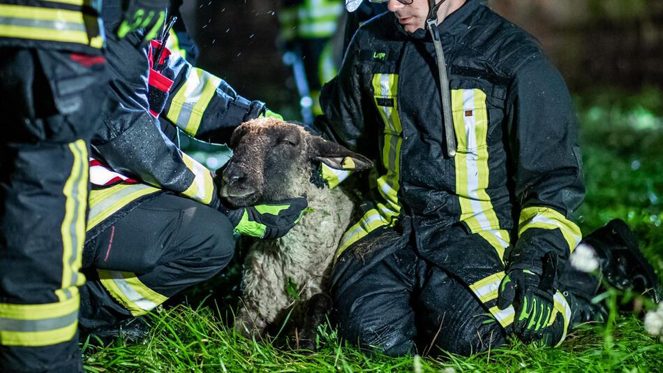 Regen flutet Weide mit 300 Schafen - Feuerwehr setzt Rettungsboot