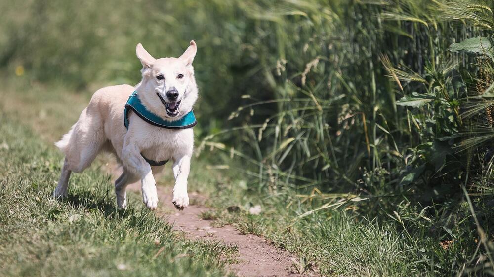 Hunde, die Lungenkrebs erkennen – geht das?