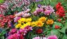 Blumen