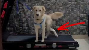 Körperhälften aus dem Takt: Hund überrascht auf Laufband mit besonderem Stil