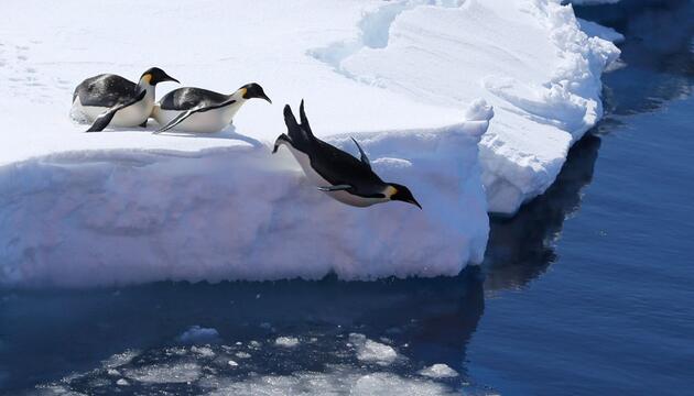 Kaiserpinguine in der Antarktis