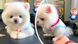 Schräger Blick: Gieriger Hund bewacht seinen Snack