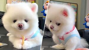 Schräger Blick: Gieriger Hund bewacht seinen Snack