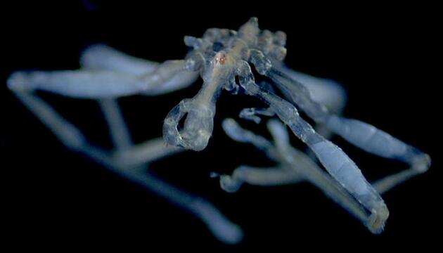 Callipallene pilosuspedes