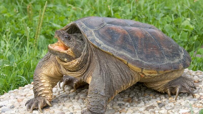 Alligator Schildkrote Im Bayerischen Irsee Wie Gefahrlich Ist Lotti Web De