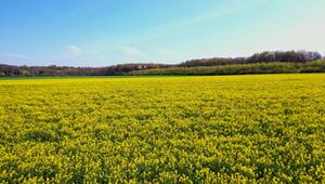 "Einem freundlichen März folgt ein freundlicher April" – Stimmt diese Bauernregel wirklich?