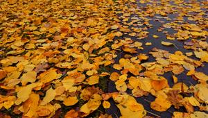 HORIZONTAL! Herbstlaub: Wann Mieter zum Besen greifen müssen