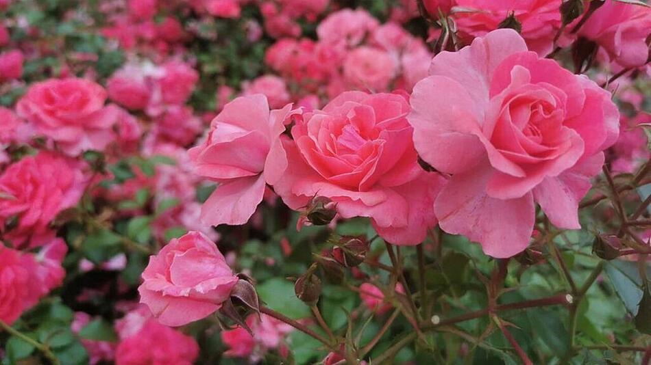 Rosen schneiden frühjahr herbst