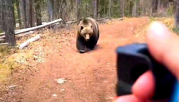 Bange zehn Minuten: Grizzly jagt Wanderer in Kanada