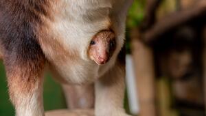 Baumkänguru-Jungtier in England geschlüpft