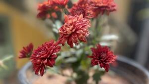 Chrysanthemen im Topf