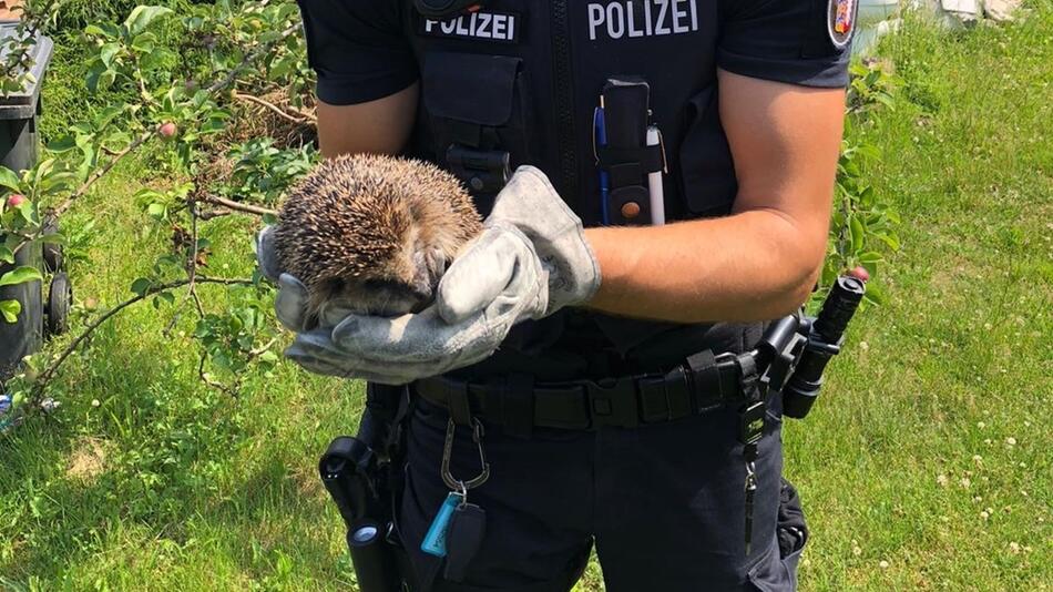 Polizei rettet eingeklemmten Igel