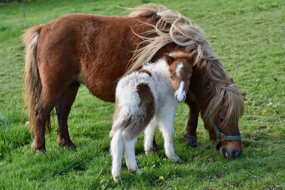 Shetlandponys werden etwa 25 Jahre alt.