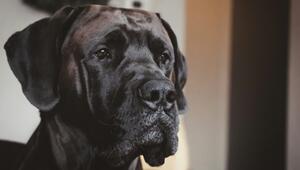 Eine Tablette soll das Leben von Hunden verlängern