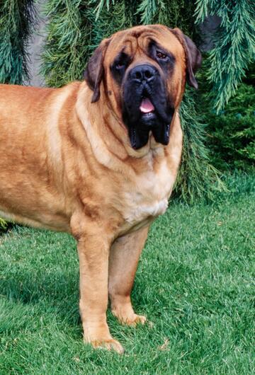 English Mastiff