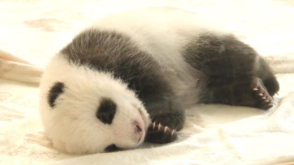 Panda-Zwillinge im Berliner Zoo