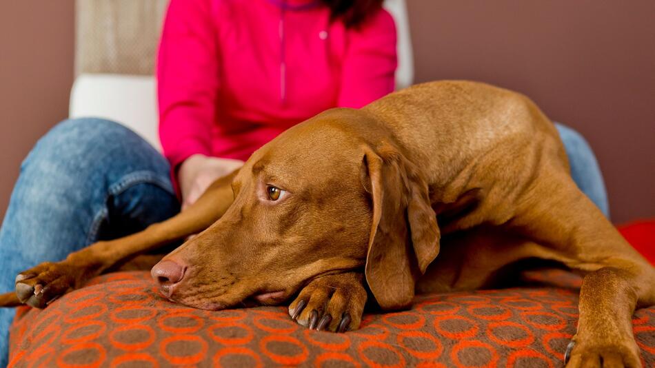 Ein Hund liegt auf einem Sofa