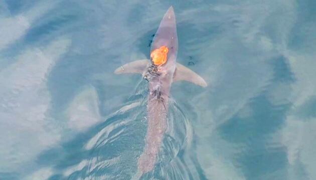 „Sharktopus“ vor Neuseeland: Tintenfisch reitet auf Hai