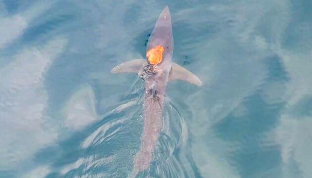 „Sharktopus“ vor Neuseeland: Tintenfisch reitet auf Hai