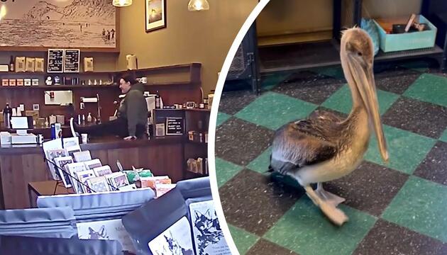 Zutraulicher Vogel: Pelikan spaziert in Café – Besitzerin springt auf Theke