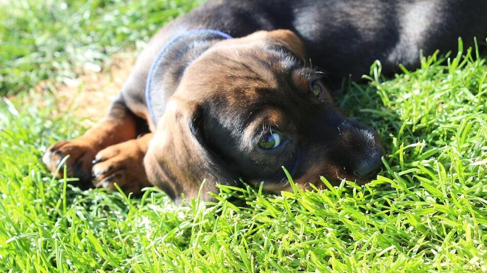 Zecken stellen für Hunde eine Gefahr dar