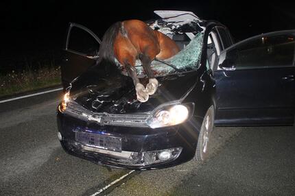 Bild zu Pferd kracht durch Windschutzscheibe