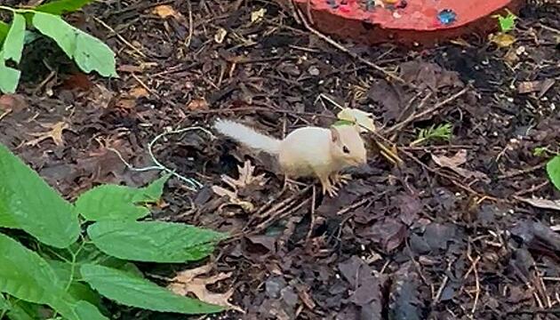 Extrem selten: Albino- Streifenhörnchen taucht in Garten in Indiana auf