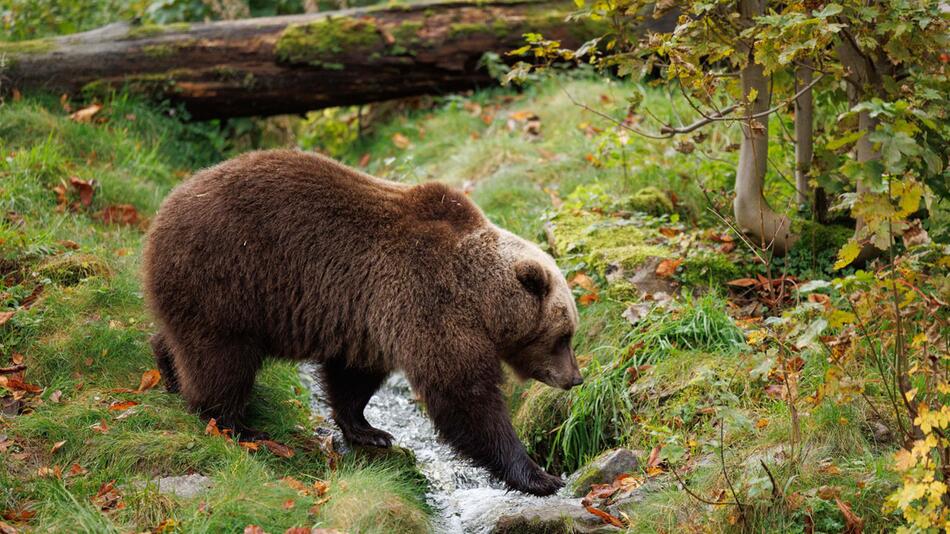 Zahl der Braunbären in französischen Pyrenäen steigt