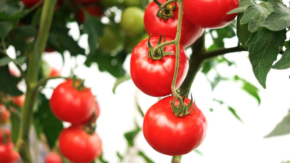 Gesündere Tomaten: Was Salzwasser mit Tomatenpflanzen macht