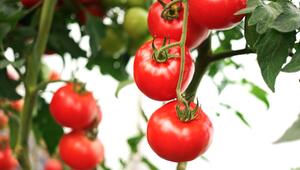 Gesündere Tomaten: Was Salzwasser mit Tomatenpflanzen macht
