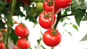 Gesündere Tomaten: Was Salzwasser mit Tomatenpflanzen macht