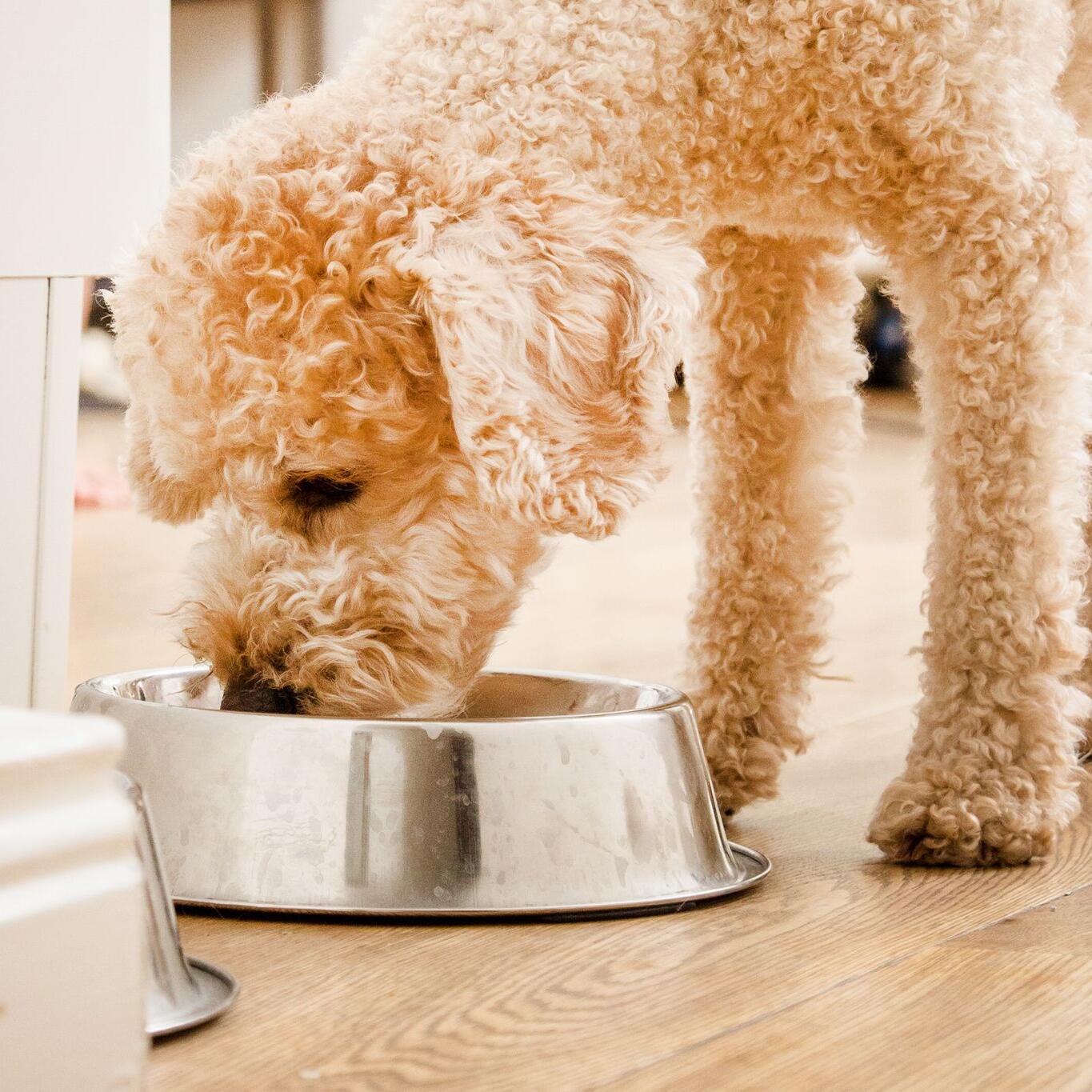 Hunde-Trockenfutter: Testsieger-Tagesration gibt es schon fr 70 Cent |  WEB.DE