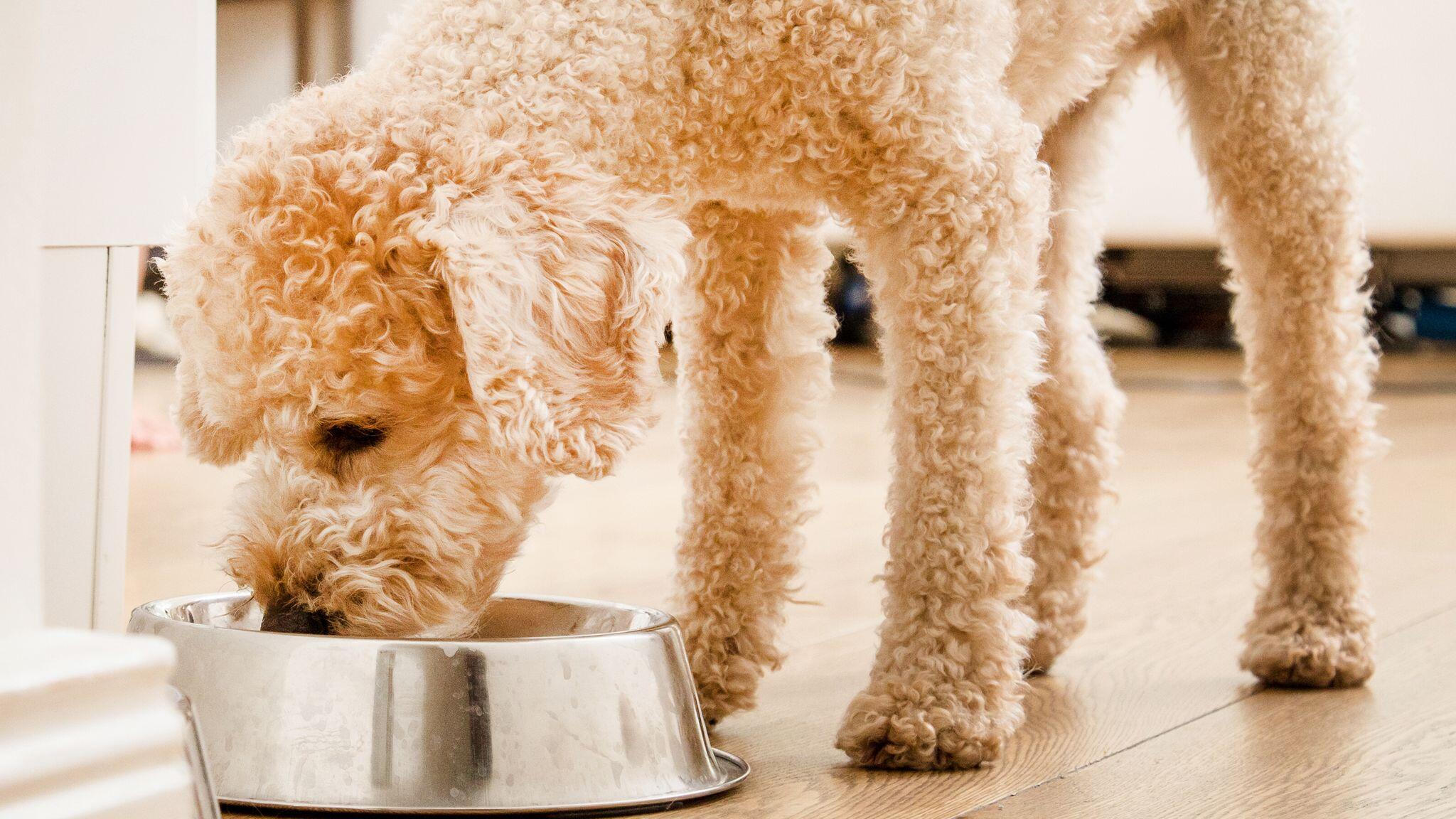 Hunde-Trockenfutter: Testsieger-Tagesration gibt es schon fr 70 Cent |  WEB.DE