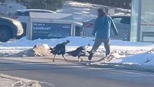 Flucht in fremdes Auto: Mann rennt an Kreuzung vor aggressiven Truthähnen davon