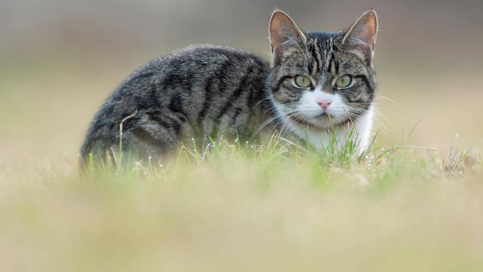 Australische Hauskatze