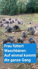 Waschbären-Invasion, weil Frau sie gefüttert hat