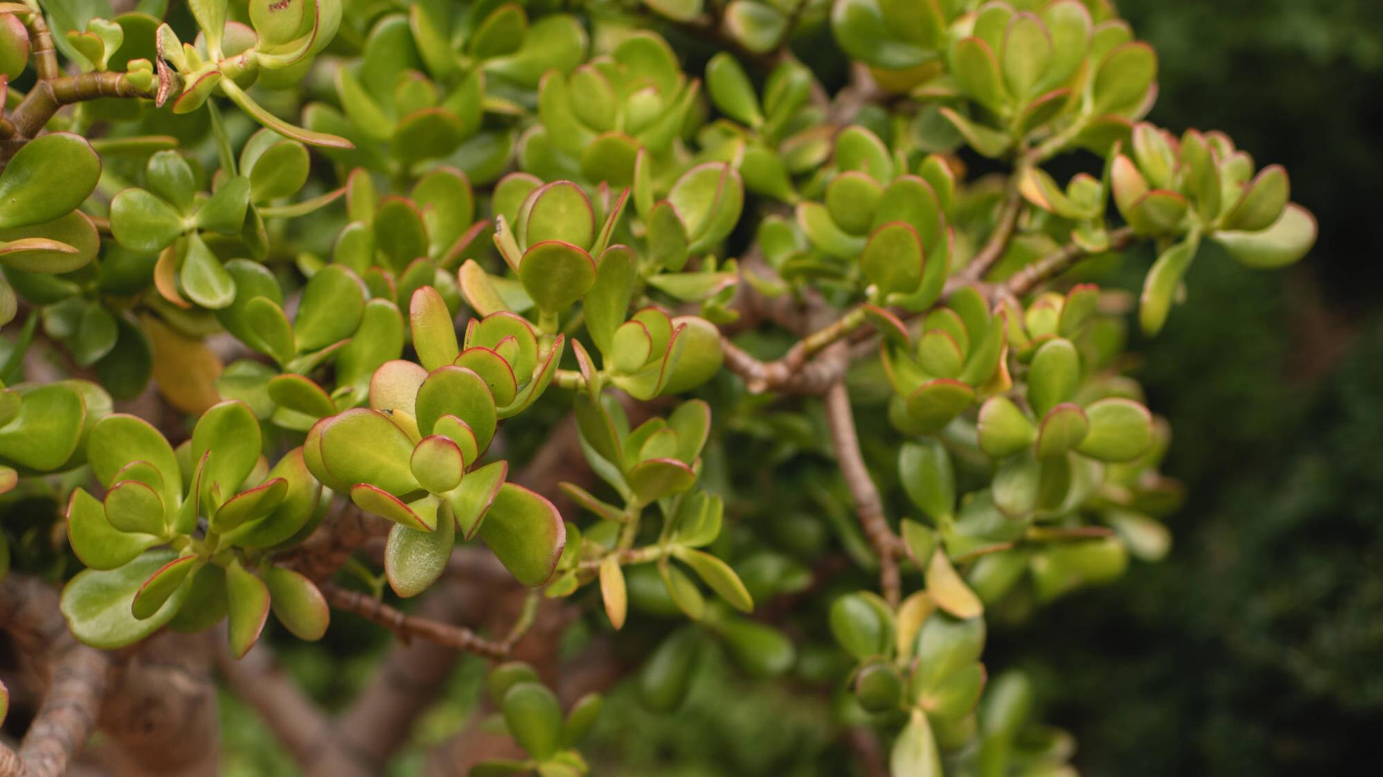 crassula arborescens blue bird variegata Crassula arborescens 'Blue Waves' – The Madd Potter main image 1