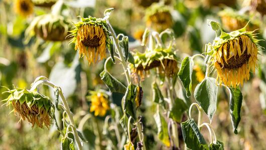 Von Hitze und Trockenheit geschädigte Sonnenblumen stehen auf einem Feld in Südbrandenburg.