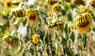 Von Hitze und Trockenheit geschädigte Sonnenblumen stehen auf einem Feld in Südbrandenburg.