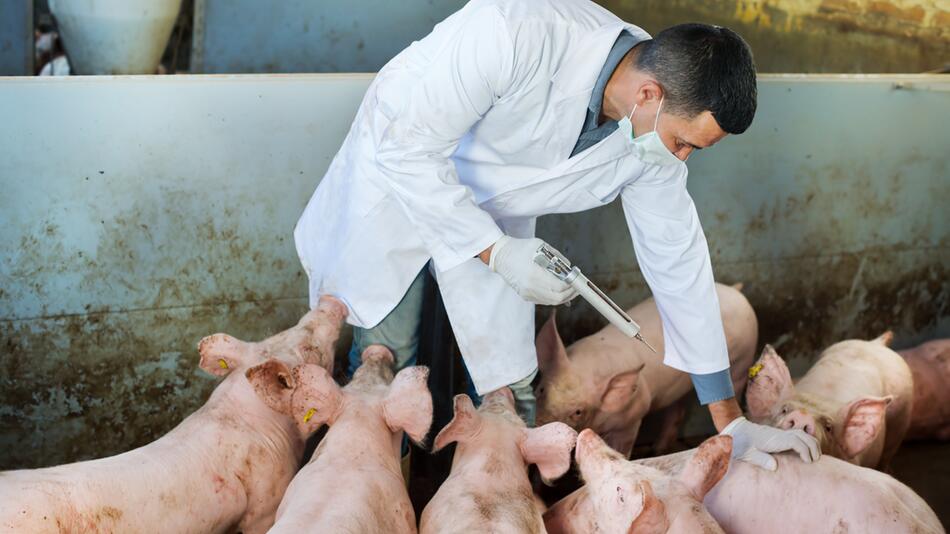 Bestimmte Antibiotika für Tiere sollten verboten werden.