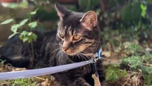 Kater Cäsar aus Gärtringen