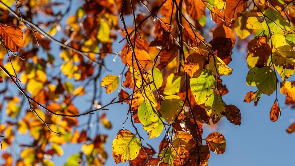 Herbstliches Wetter