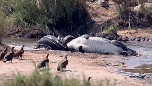 Wilde Todesrolle: Krokodil schnappt Rivalen am Schwanz