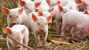 Seltene Erden, Rohstoffe, Ferkel, Umwelt