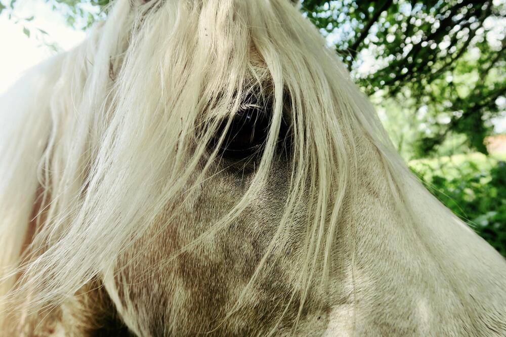 Pferde sind anfällig für Augenentzündungen.